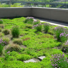 Duurzame dakbedekking: groen dak